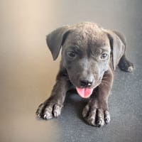 KIRA , chiot femelle Berger Créole, chienne à adopter