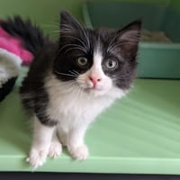 BELLA, chatte à adopter