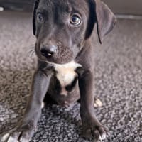 ONY, chiot mâle Berger Créole, chien à adopter