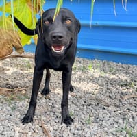 RHUMY , mâle, Berger Créole, chien à adopter