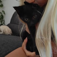 COLA, chatte à adopter