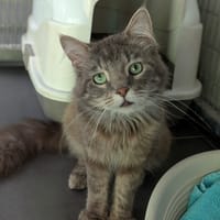 ULWEN, chat à adopter