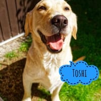 Toshi ein absoluter Traumhund, Hund zur Adoption