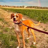 Haden sucht das Glück unter dem, Hund zur Adoption