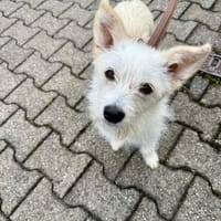 Kleine Hündin sucht Traumzuhause, Hündin zur Adoption