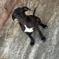 Clara, Hündin zur Adoption