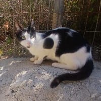 Kleiner Multi sucht Zuhause, Kater zur Adoption