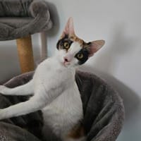 Super anhängliche Punita sucht Dich, Katze zur Adoption