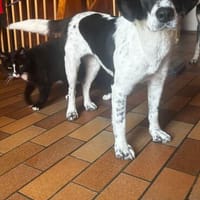 ❤Malika❤ sucht ihre Familie, Hündin zur Adoption