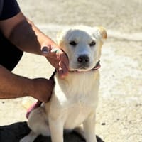 Rita, Hündin zur Adoption