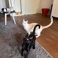 Nemo und Pack suchen zusammen, Kater zur Adoption