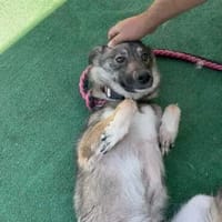 Amber, Hündin zur Adoption