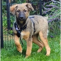 Raja - wartet in 76437 Rastatt, Hündin zur Adoption