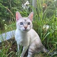 Süsse Fenja wartet auf Pflegestelle, Katze zur Adoption