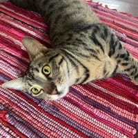 Jung, etwas frech und ledig sucht., Katze zur Adoption