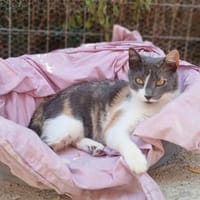 Hübsche Lydia raubt dir den Atem!, Katze zur Adoption