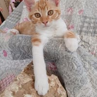 Fröhlicher Patrick sucht eine Familie, Kater zur Adoption