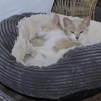 Peta und Luda, einfach bezaubernd, Kater zur Adoption