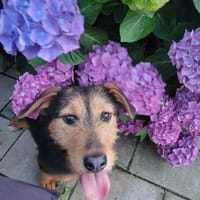Ella, kleine, selbstbewußte Zaubermaus, Hündin zur Adoption