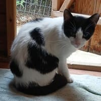 Doppeltes Fleckenglück sucht Zuhause, Katze zur Adoption