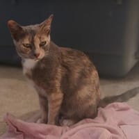 Zarte Lola sucht Familie, Katze zur Adoption