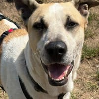 Oscar, 12/20 - sucht eine ECHTE Chance, Hund zur Adoption