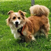 BAXTER sucht erneut sein Glück, Hund zur Adoption
