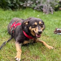 Dari sucht ein liebevolles Zuhause, Hündin zur Adoption