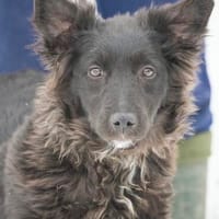 Szerafina Si - sanfte Mudi-Mix-Hündin, Hündin zur Adoption