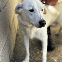 Nico, Hund zur Adoption
