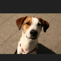 Corazon, ihr Name ist Programm, Hündin zur Adoption