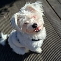 Idefix-aktiver Rüde sucht seinen Obelix, Hund zur Adoption