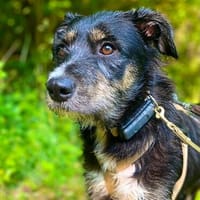 Libelle - blüht auf, wenn man Geduld hat, Hündin zur Adoption