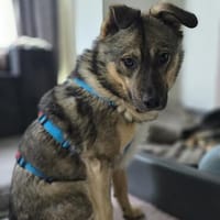 Timon - offen,herzlich&immer dabei, Hund zur Adoption