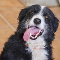 Didi, offen, sehr verschmust, lernwillig, Hündin zur Adoption