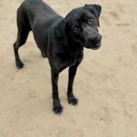 Xaphira -Wunderschöne Hundedame, Hündin zur Adoption