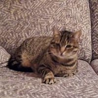 Einzelprinzessin Flia sucht ihre Familie, Katze zur Adoption