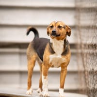 Bellini sucht ein liebevolles Zuhause, Hündin zur Adoption
