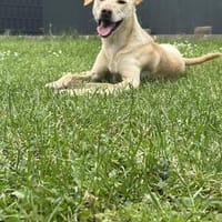 Cesare, Hund zur Adoption