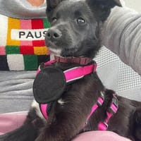 Benjasucht ihre Menschen 🐾, Hündin zur Adoption