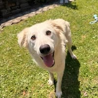 Kleiner Igor, Hund zur Adoption