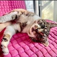 Lukas  lieber Kater sucht Kuschelfamilie, Kater zur Adoption