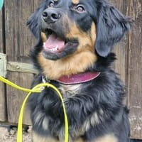 Leonardo sucht seine Menschen, Hund zur Adoption