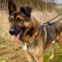 Marley sucht ein aktives Zuhause, Hund zur Adoption