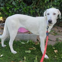 Kann CocoChanel Ihr Herz erobern?, Hündin zur Adoption