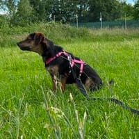 Amy sucht ein freies Körbchen, Hündin zur Adoption