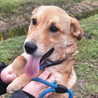 Dömper sucht ein Zuhause, Hund zur Adoption