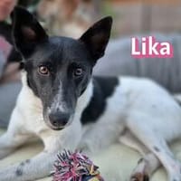 Lika, 07/24 - pfiffiges Mädel sucht..., Hündin zur Adoption