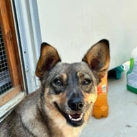 kleine Missy - wo ist mein Zuhause, Hündin zur Adoption