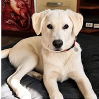 Bacio möchte Ihnen Freude bereiten, Hund zur Adoption